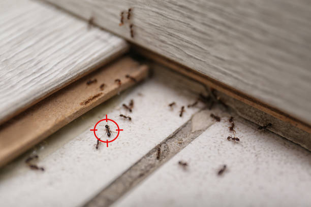 Pest Prevention Services in Bowman, ND