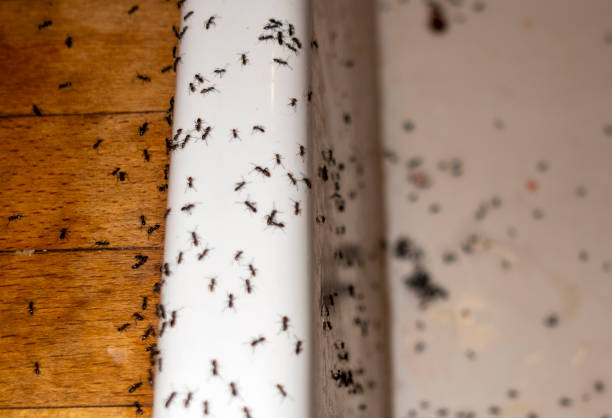Best Affordable Pest Control Services  in Bowman, ND